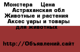 Монстера  › Цена ­ 1 000 - Астраханская обл. Животные и растения » Аксесcуары и товары для животных   